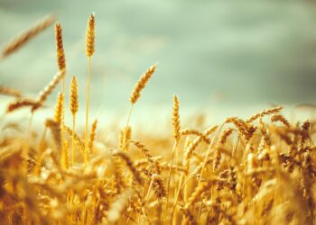 Kritiikin Uutisten toimitus jää kesälomalle