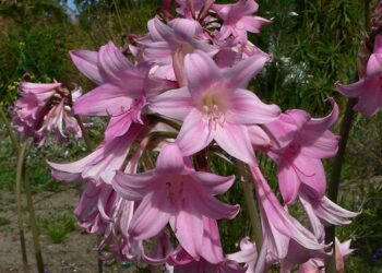 Ritarinkannus (amaryllis belladonna). Kuva: Wikimedia Commons