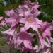 Ritarinkannus (amaryllis belladonna). Kuva: Wikimedia Commons