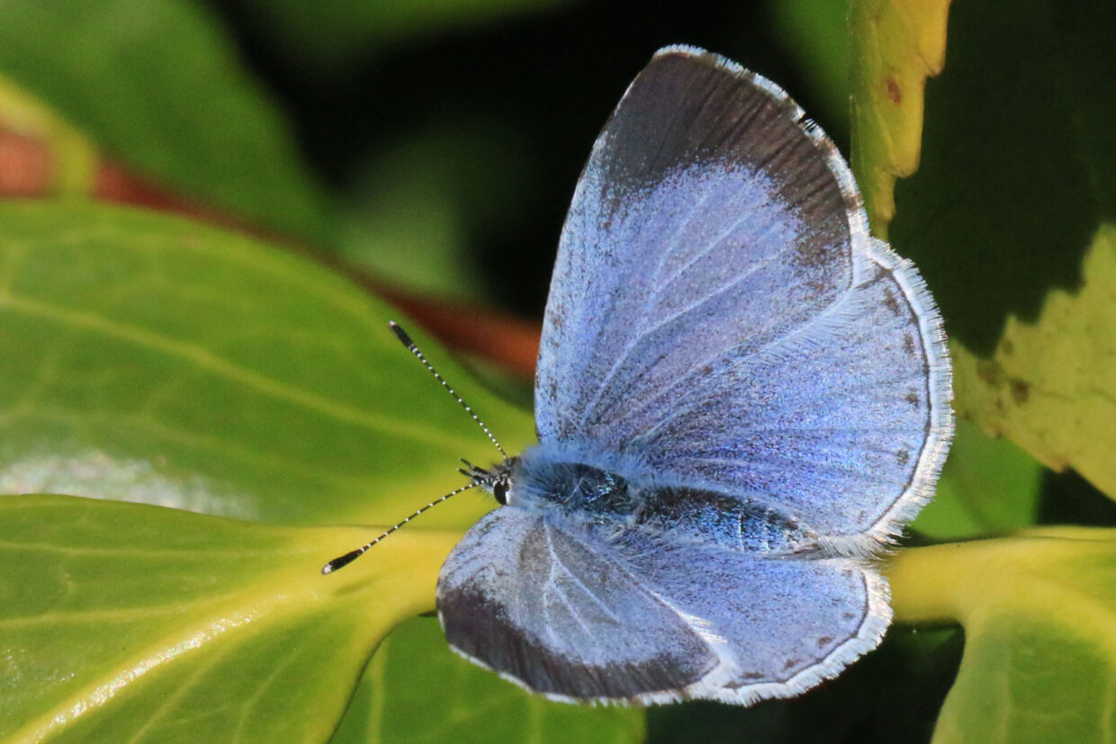 Celastrina argiolus. Kuva: Wikimedia Commons