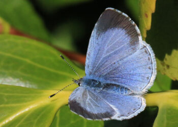 Celastrina argiolus. Kuva: Wikimedia Commons