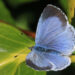 Celastrina argiolus. Kuva: Wikimedia Commons