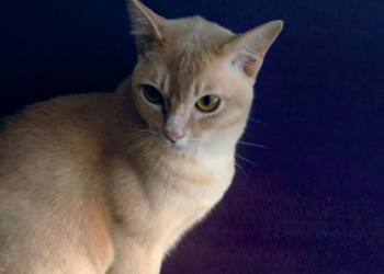 Kritiikin Uutisten 4/2016 kansikissa Armas. Kuva Pia Petterson