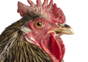 Mechelse Maatiaiskana