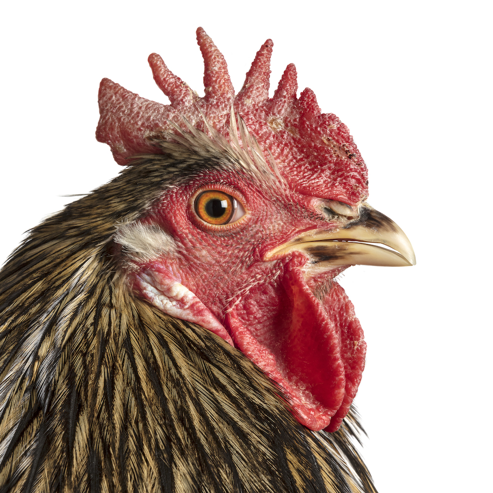 Mechelse Maatiaiskana