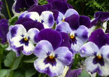 Kuva: Hannele Salminen