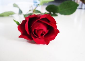 Kuvalähde: Wikimedia Commons