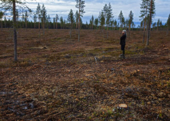 Sampsa Oinaala Pudasjärvellä ihmettelemässä hakkuuaukiota