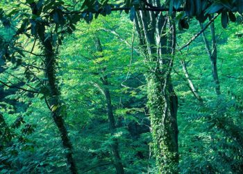 Hyvin vaalitusta maasta nousee kulttuuri