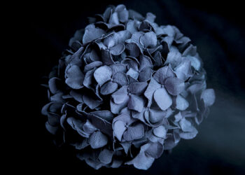 Anni Kinnunen: Hydrangea