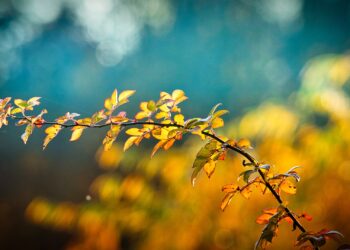 Kuva: Pixabay Creative Commons