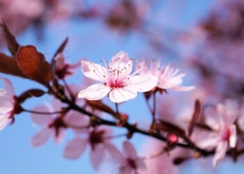 Kuva: Pixabay Creative Commons