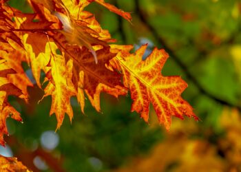 Kuva: Pixabay Creative Commons