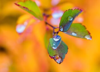 Kuva: Pixabay Creative Commons