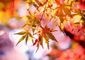 Kuva: Pixabay Creative Commons