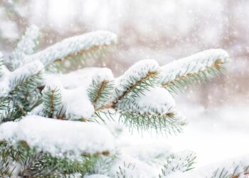 Kuva: Pixabay Creative Commons