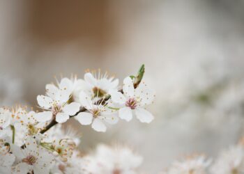 SARVin toimisto kiinni 10.-12.5.2017