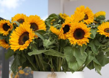 Kuvalähde: Pixabay Creative Commons