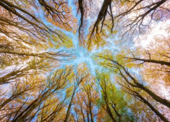 Kuva: Pixabay Creative Commons