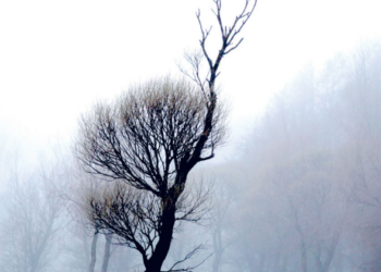 Tiheä retorinen jännite. Aforismi on kritiikin sukulaislaji