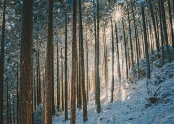 SARVin toimiston talviloma