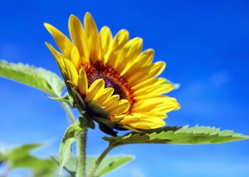 SARVin toimiston kesätauko