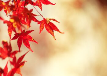 SARVin toimiston syysloma