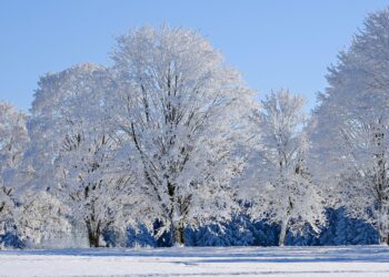 SARVin toimiston joulutauko