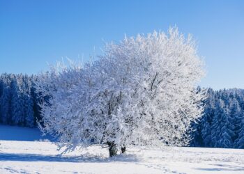 SARVin toimiston talviloma